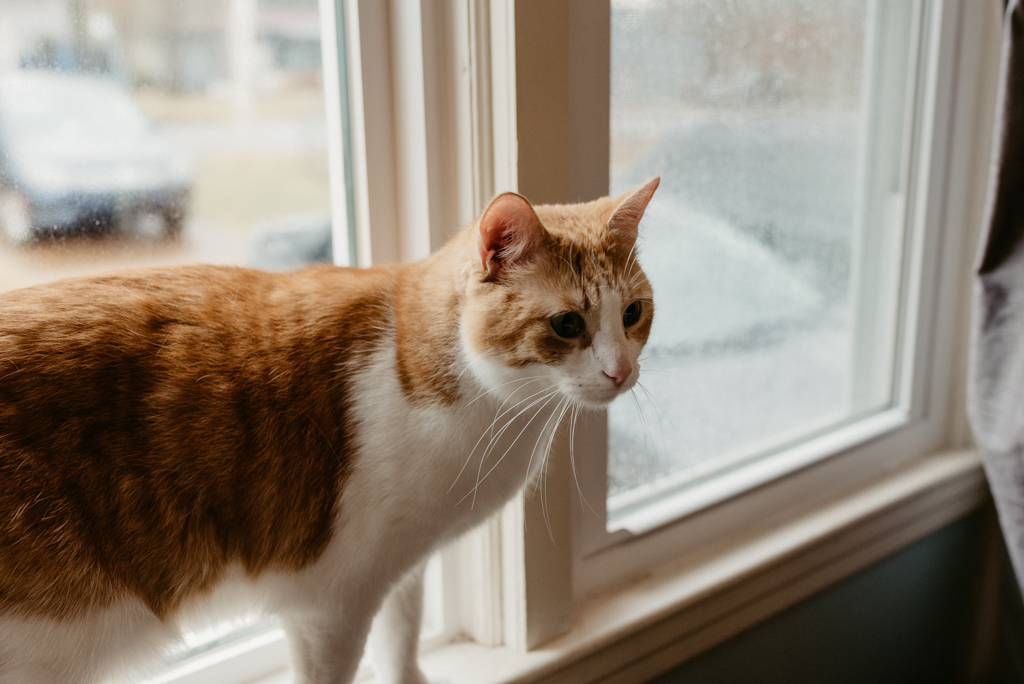 Cat gazing from window sill